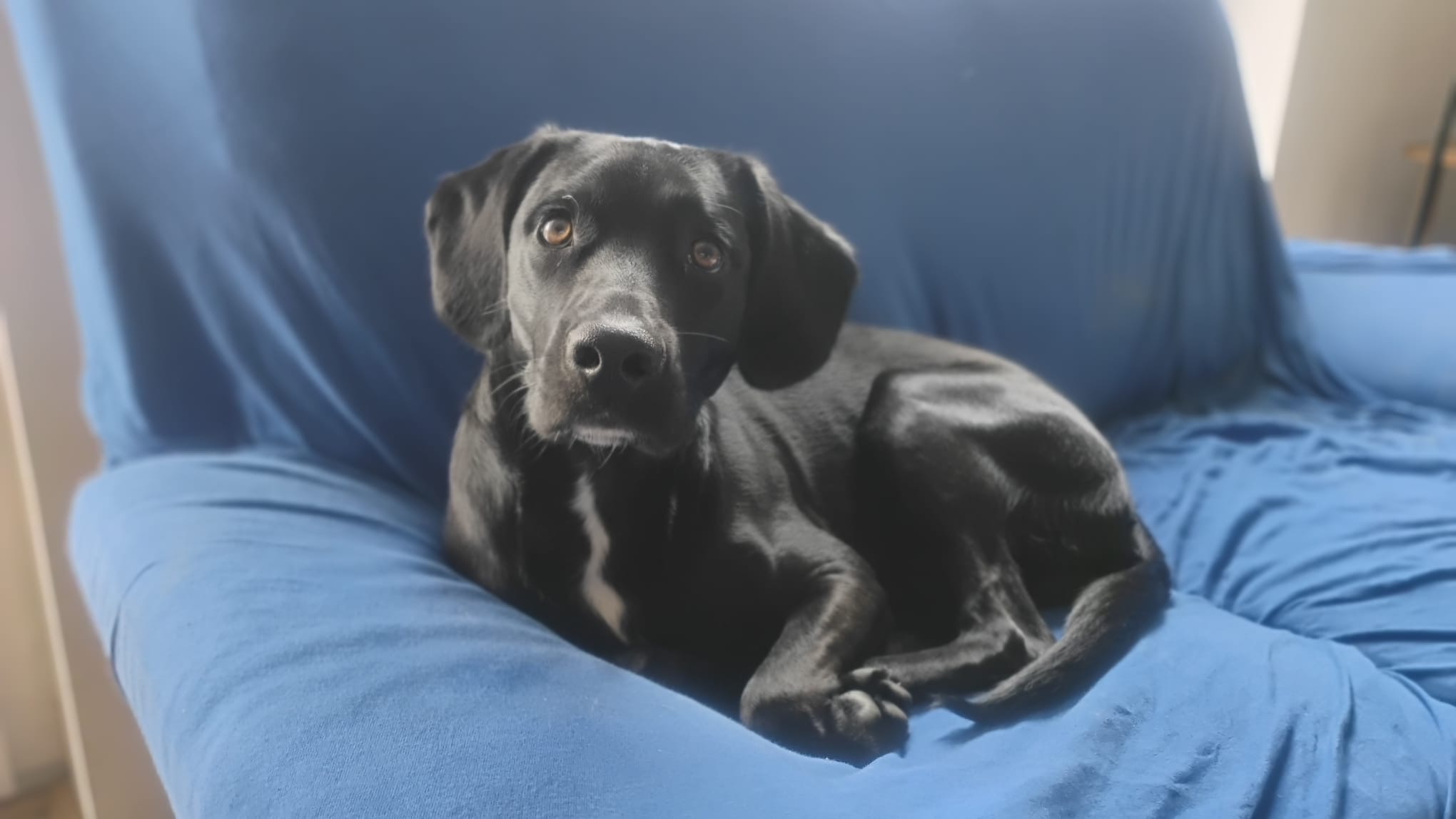 Bürohund auf blauem Sessel im Büro – Robi-Bau Bauunternehmen Graz